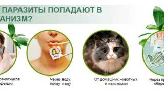 Вакцинация человека от паразитов