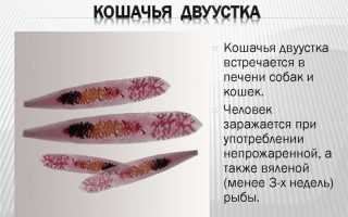 Как вылечить описторхоз в домашних условиях отзывы