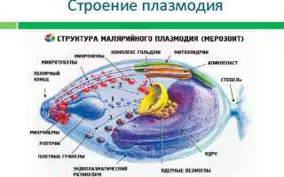 Малярийный плазмодий систематика на латыни