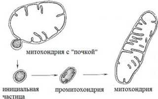 Хондриосомы в эпителиальных клетках кишечника аскариды