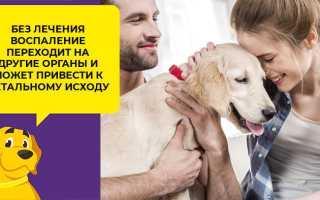Если слизь в кале у собаки при глистах