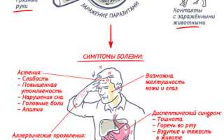 Живут ли лямблии в печени и желчном пузыре