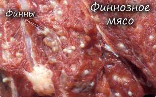 Отсутствие пищеварительной системы у ленточных червей это пример