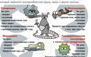 Грызуны симптомы отравления от них