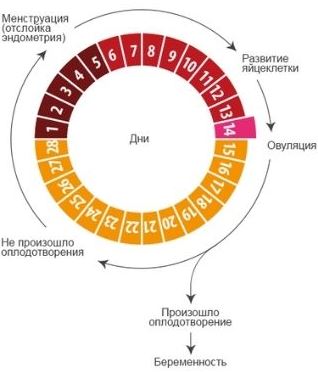 на какой день цикла можно забеременеть
