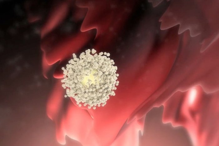 Движение яйцеклетки по фаллопиевым трубам