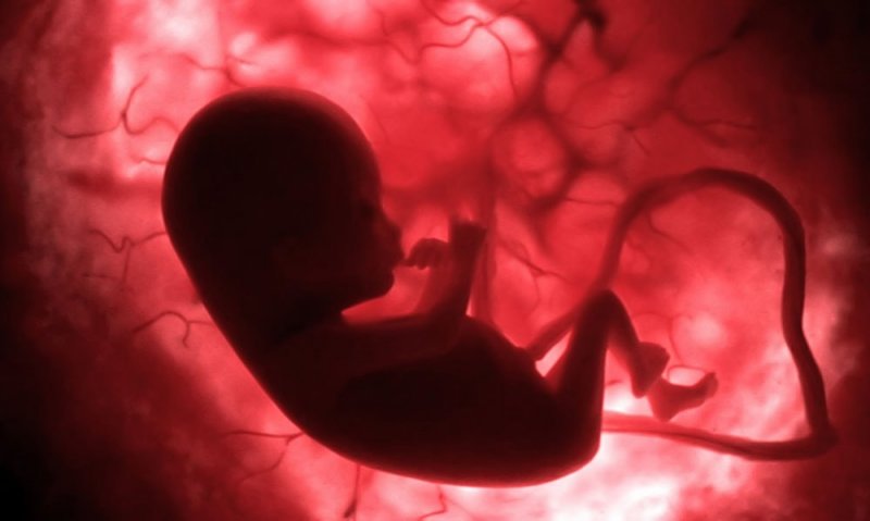 Развитие плода