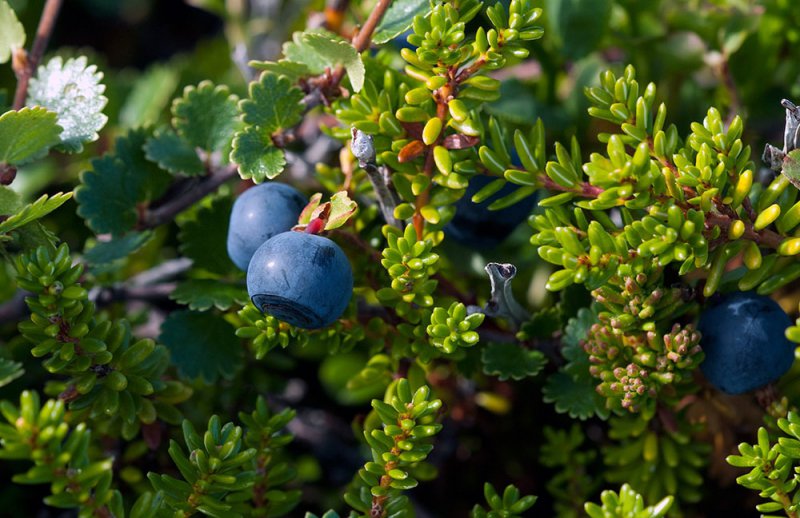 Ягоды черники