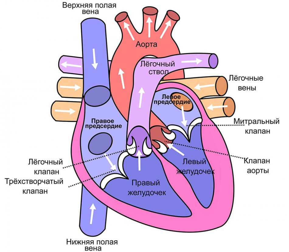 Работа сердца