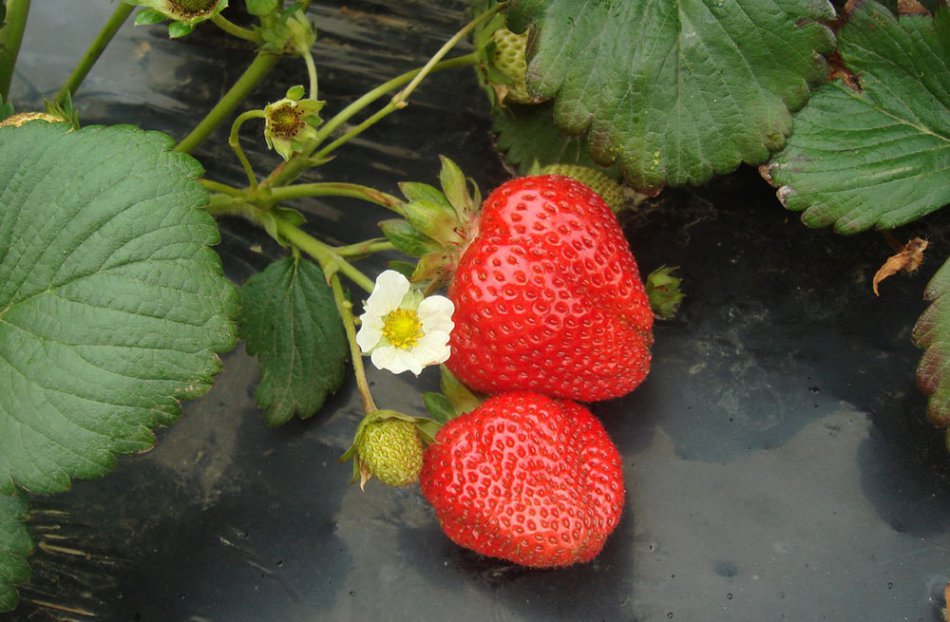 Ягоды спелой клубники