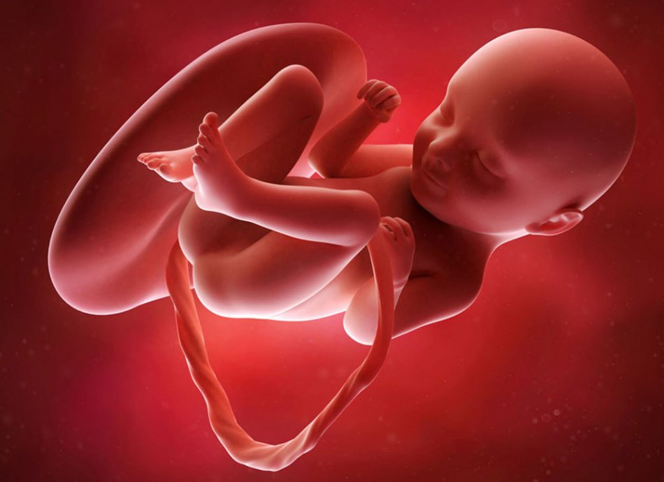 Плод на 20 неделе беременности
