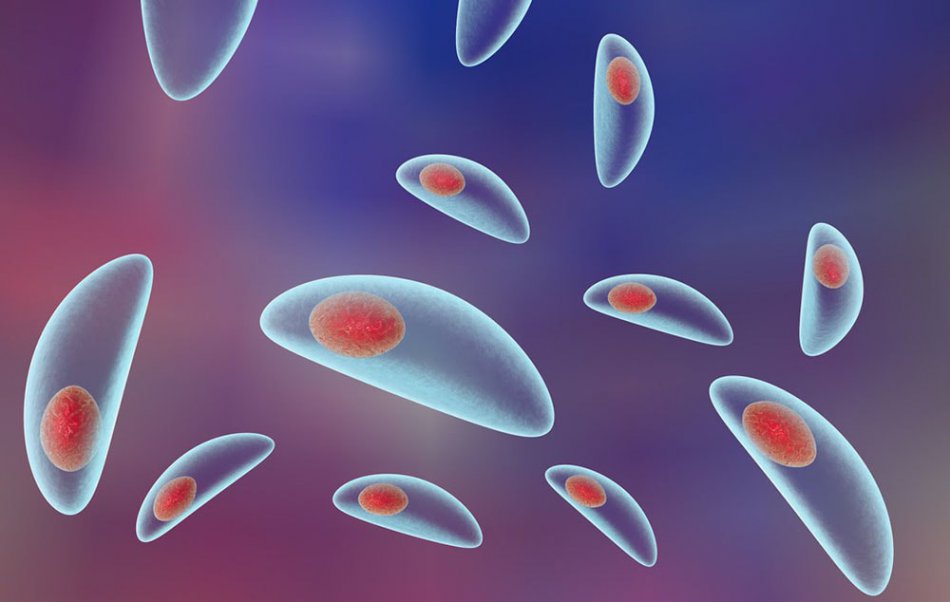 Токсоплазма под микроскопом