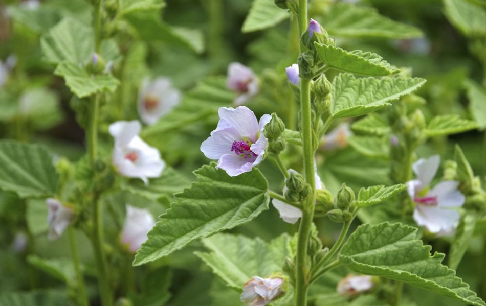 Трава Алтея