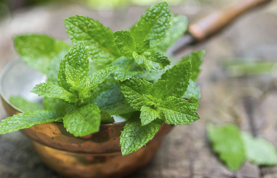 Листья мяты