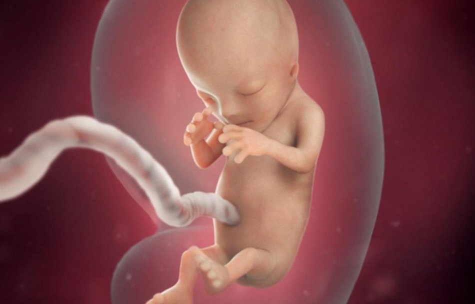 Плод в утробе матери