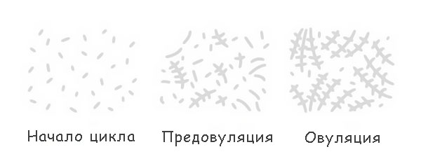 Кристаллизация слюны