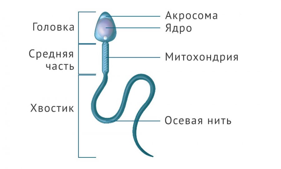Строение сперматозоида
