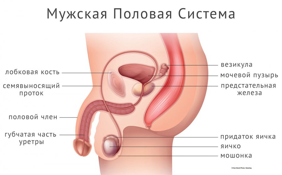 Мужская половая система