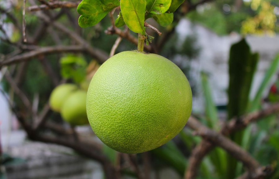 Плод помело