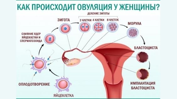 в какие дни можно забеременеть