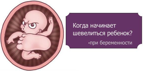 Когда начинает шевелиться