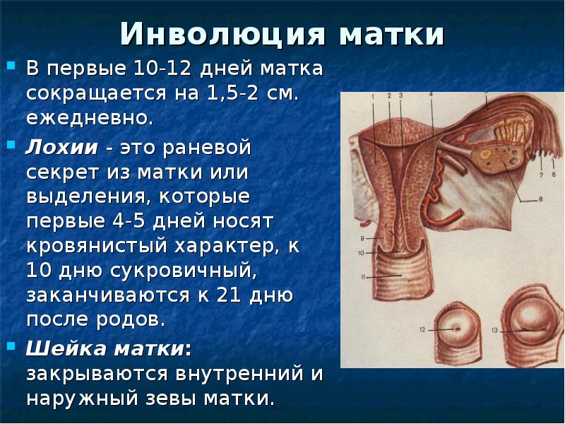 Лохии что это