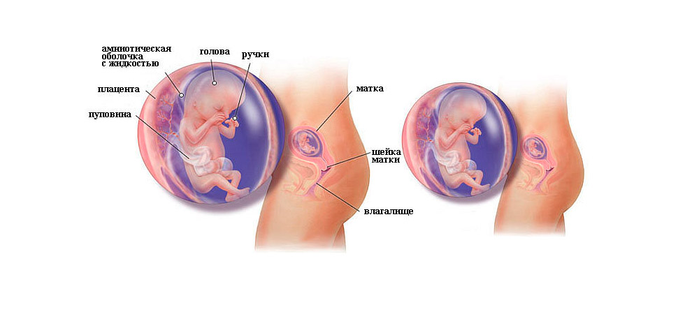 Развитие плода