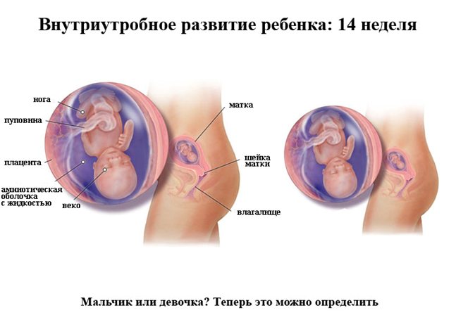 Развитие ребенка на 14 нееле