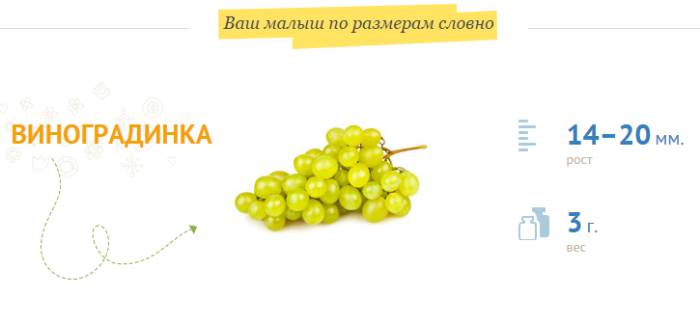 Виноградинка на 8 неделе