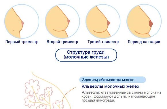 Грудь при беременности. Фото изменений, увеличение чувствительности, боли, уменьшилась, чешется, набухает