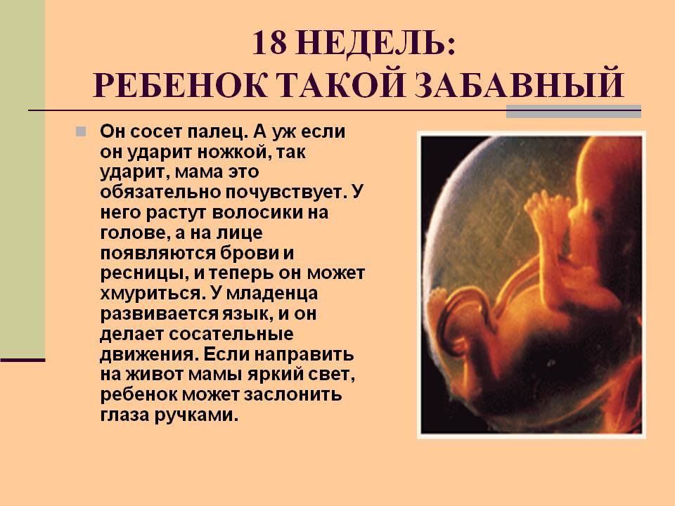 Развитие ребенка на 18 неделе