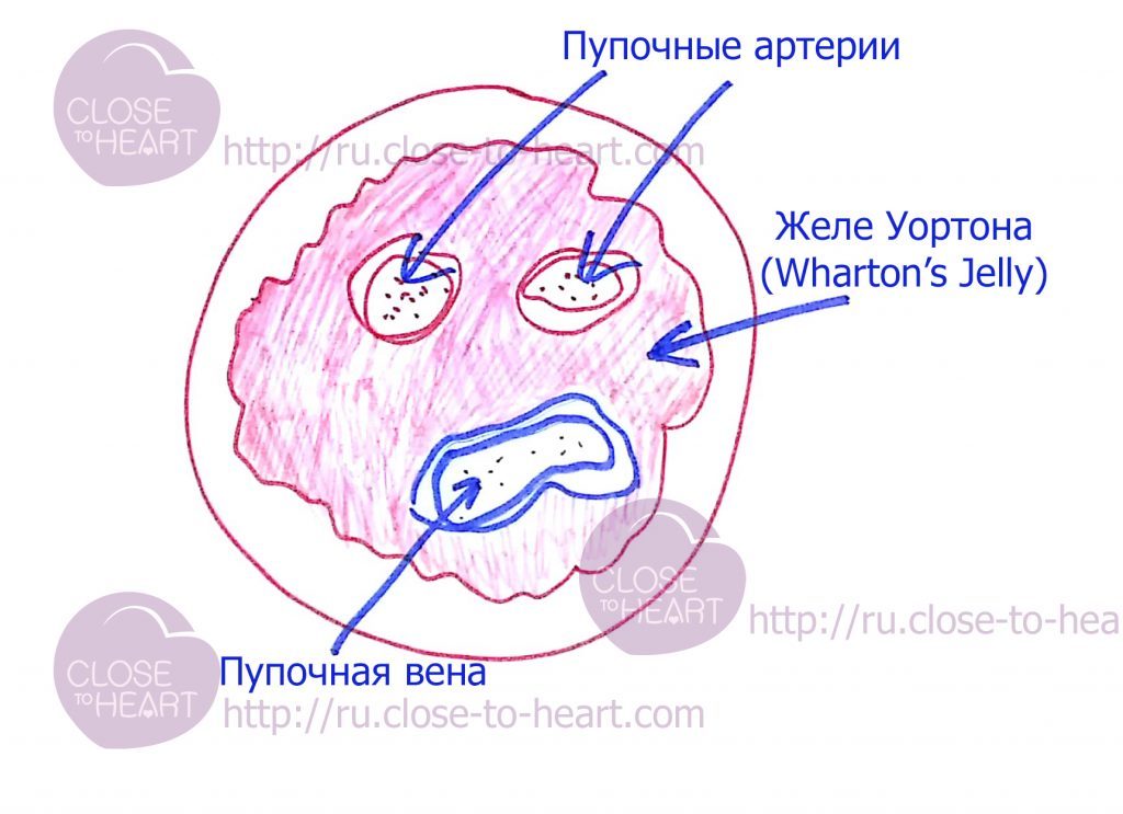 желе Уортона