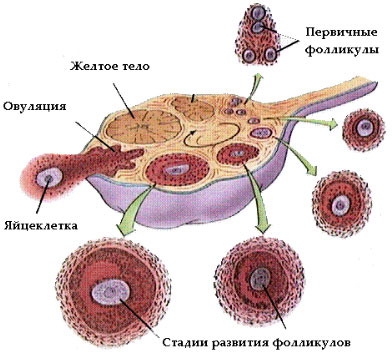 овуляция