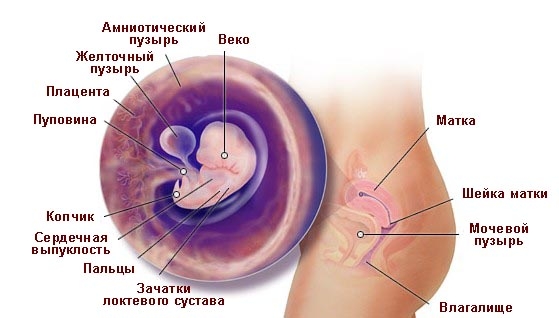 Что происходит в организме женщины на 6 неделе беременности