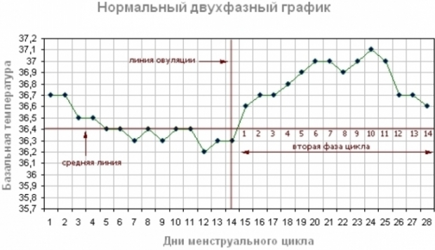 График базальной температуры