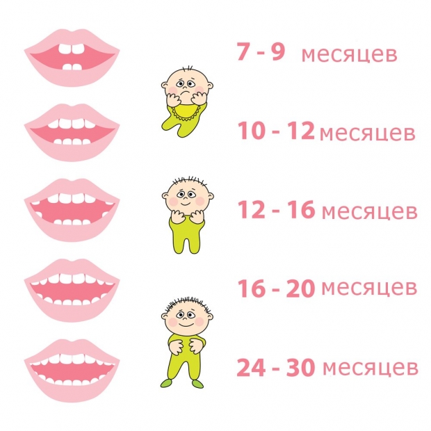 сроки прорезывания молочных зубов
