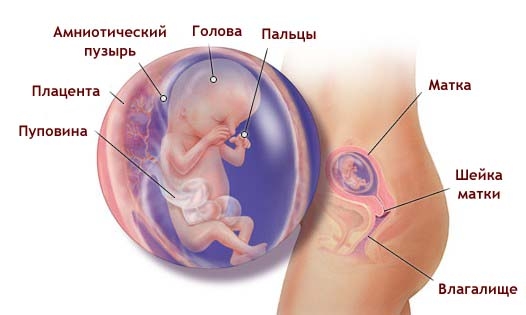 Что происходит в организме женщины на 12 неделе беременности
