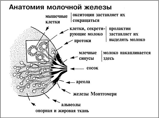 Физиология лактации