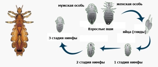 Педикулез у ребенка